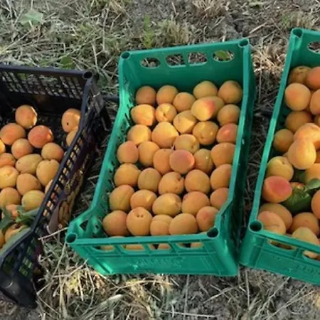 Bio Il Torrione